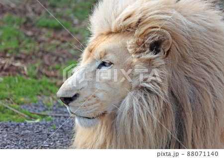 ホワイトライオン 88071140