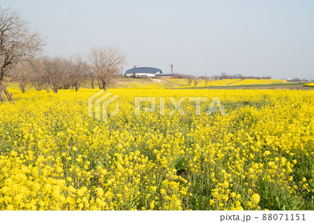 コスモスアリーナふきあげ近くの菜の花 コスモスアリーナふきあげ近くの菜の花 88071151