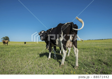 Dairy cows in pampas landscape,Patagonia 88071442