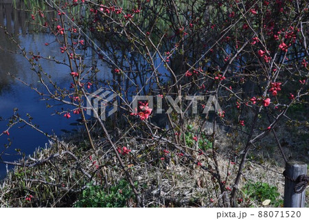 ボケの花 ボケの花 88071520