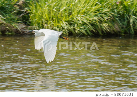 水辺のしらさぎ、飛んだ 88071631