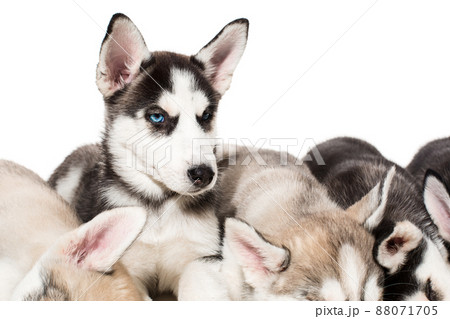 group of happy siberian husky puppies on white 88071705
