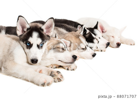 Group of puppies breed the Huskies isolated on white background 88071707