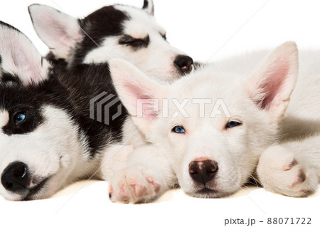 Siberian Husky puppies Siberian Husky puppies 88071722