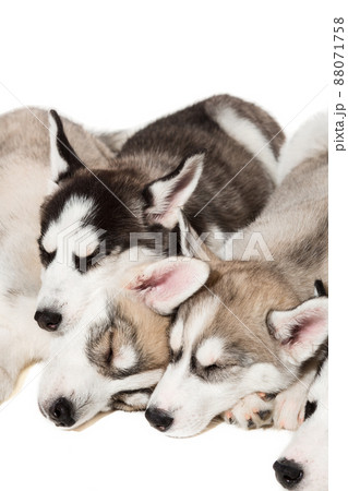 group of happy siberian husky puppies on white 88071758