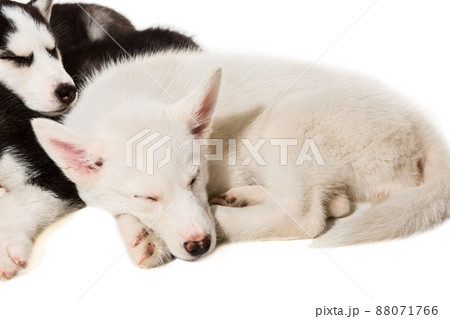 Cute little husky puppy isolated on white background Cute little husky puppy isolated on white background 88071766