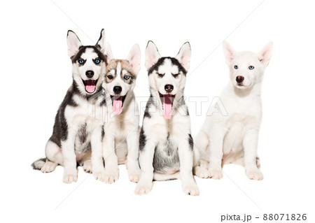 Cute little husky puppy isolated on white background 88071826