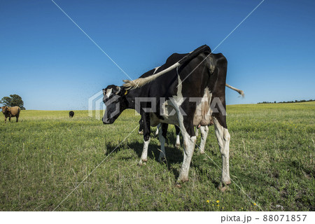 Dairy cows in pampas landscape,Patagonia Dairy cows in pampas landscape,Patagonia 88071857