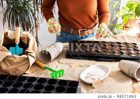 Woman is planting seedlings at home Woman is planting seedlings at home 88071863