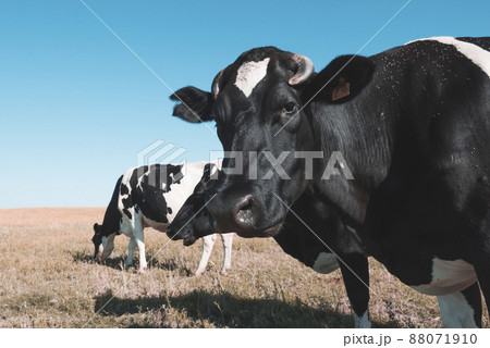 Dairy cows in pampas landscape,Patagonia 88071910