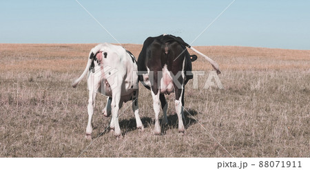 Dairy cows in pampas landscape,Patagonia Dairy cows in pampas landscape,Patagonia 88071911