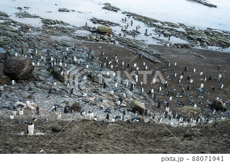 Gentoo Penguin,Hannah Point, Antartica 88071941