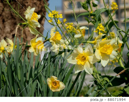朝日を浴びた水仙と菜の花（スイセンとアブラナの咲いた花壇） 88071994