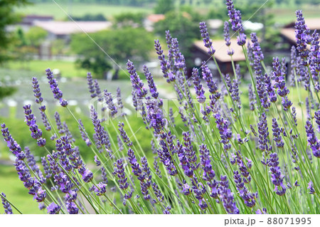 岡山県久米郡美咲町　まきばの館のラベンダー 88071995
