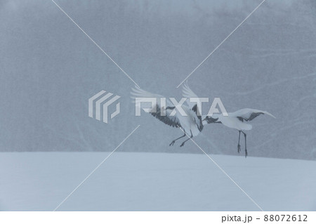 雪の中のタンチョウ 雪の中のタンチョウ 88072612