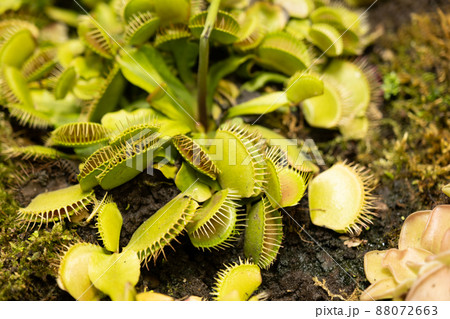 Carnivorous plant flycatcher. Plant in the natural environment. 88072663