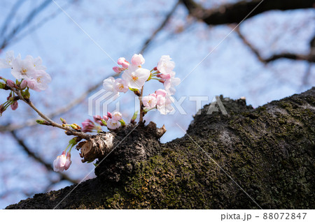 3月は出会いと別れの季節!ピンク色に染まる桜ソメイヨシノ 3月は出会いと別れの季節!ピンク色に染まる桜ソメイヨシノ 88072847