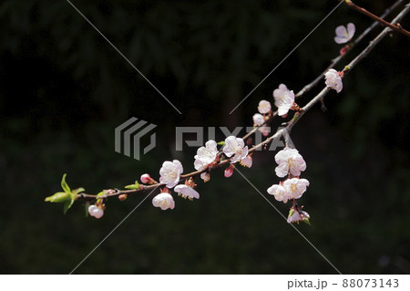 荒尾市　宮崎兄弟生家　あんずの花、 88073143
