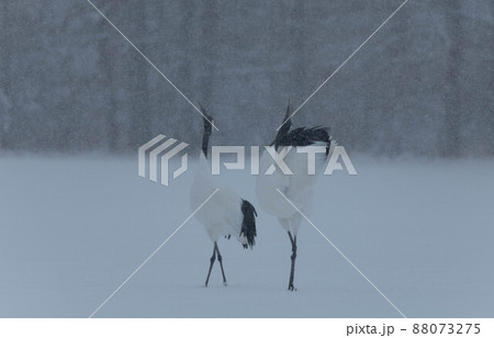 雪の日のタンチョウの鳴き合い 雪の日のタンチョウの鳴き合い 88073275