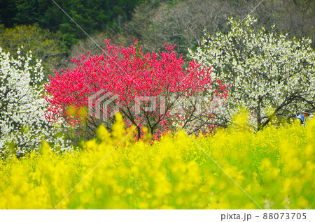 南信州阿智村 日本一の花桃の里 88073705