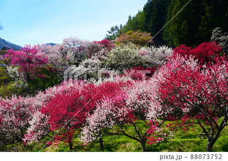 南信州阿智村 日本一の花桃の里 88073752