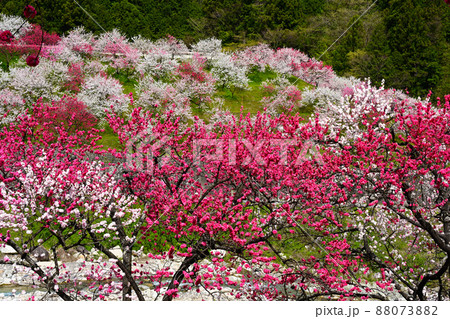南信州阿智村 日本一の花桃の里 南信州阿智村 日本一の花桃の里 88073882