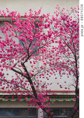 満開のカンヒザクラ・オオカンザクラの並木道 88074336