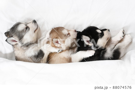 Three lovely Alaskan Malamute puppies sleeping under a blanket in a room Three lovely Alaskan Malamute puppies sleeping under a blanket in a room 88074576