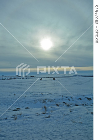 アイスランドの馬、アイスランディックホース 88074655