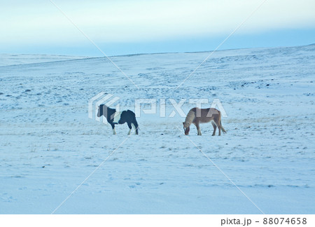 アイスランドの馬、アイスランディックホース アイスランドの馬、アイスランディックホース 88074658