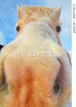 アイスランドの馬、アイスランディックホース アイスランドの馬、アイスランディックホース 88074671