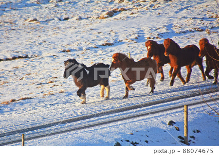 アイスランドの馬、アイスランディックホース 88074675