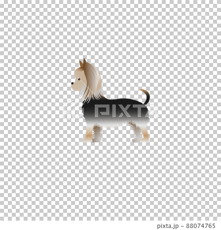 約克夏犬的插圖 88074765