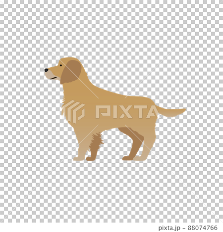 金毛獵犬圖 88074766