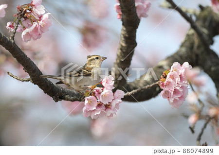 ニュウナイスズメ雌 88074899