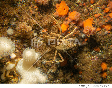 A closeup picture of Ascidiacea, commonly known as the ascidians or sea squirts and a spider crab. Picture from the Weather Islands, Skagerack Sea, Sweden 88075157