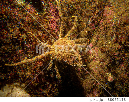 A closeup picture of Ascidiacea, commonly known as the ascidians or sea squirts and a spider crab. Picture from the Weather Islands, Skagerack Sea, Sweden A closeup picture of Ascidiacea, commonly known as the ascidians or sea squirts and a spider crab. Picture from the Weather Islands, Skagerack Sea, Sweden 88075158