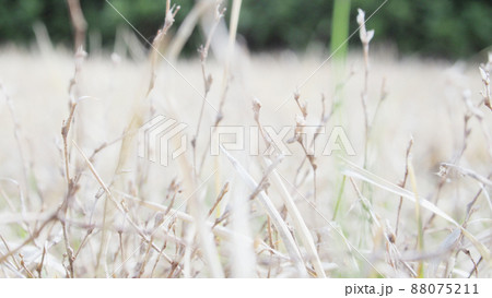 白く枯れた芝生 冬枯れ 白く枯れた芝生 冬枯れ 88075211