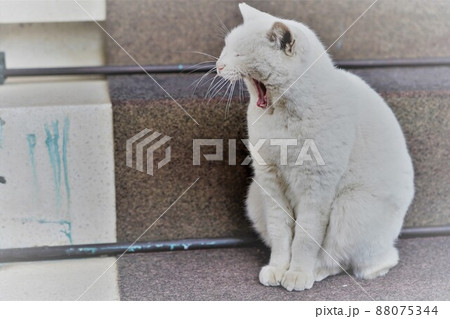 浅草の今戸神社の猫のナミちゃんがあくびしている様子 浅草の今戸神社の猫のナミちゃんがあくびしている様子 88075344