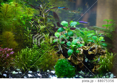 Tropical aquascape freshwater aquarium with plants, moss and fish Tropical aquascape freshwater aquarium with plants, moss and fish 88075356