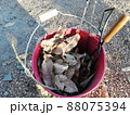 キャンプ：焚き火用に落ち葉を集める 88075394