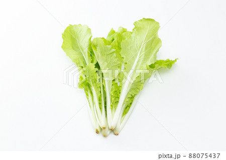 山東菜 白バック 山東菜 白バック 88075437