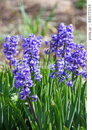 ヒアシンス 88075554