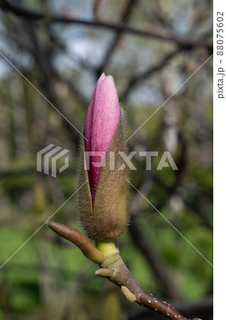 Magnolia flower blossom. Spring is awaking. Magnolia blossoming in spring. Bluering background 88075602