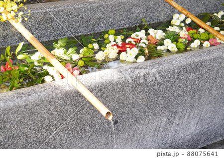 射水神社の花々があふれる春の手水舎 射水神社の花々があふれる春の手水舎 88075641