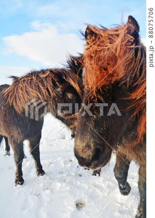 アイスランドの馬、アイスランディックホース アイスランドの馬、アイスランディックホース 88075706