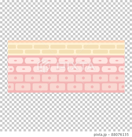 皮膚的橫截面。顯示健康皮膚結構的插圖。 皮膚的橫截面。顯示健康皮膚結構的插圖。 88076135