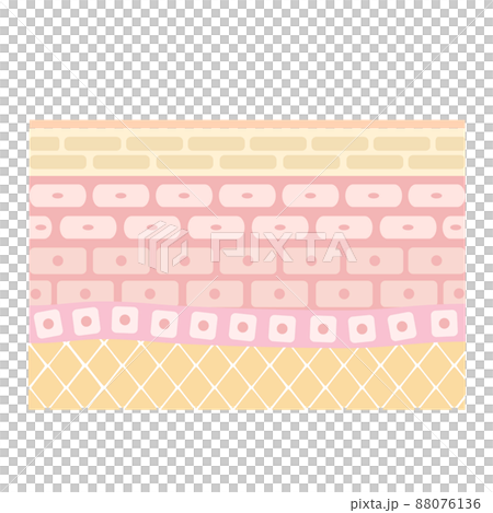 皮膚的橫截面。顯示健康皮膚結構的插圖。 88076136