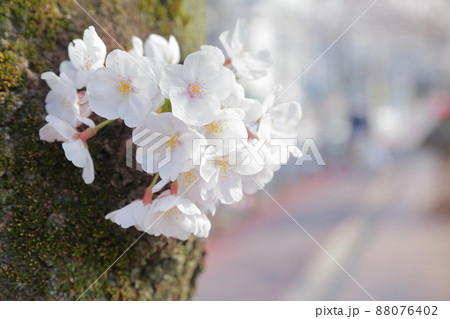 桜と木の幹 88076402