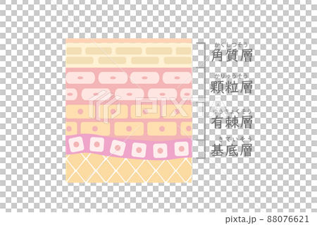 皮膚的橫切面視圖。 88076621